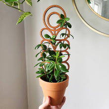 Load image into Gallery viewer, Wood Indoor Plant Trellis
