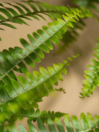 Fern + Moss - Pura Home Diffuser Scent Refill