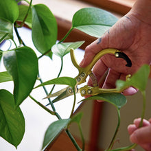 Load image into Gallery viewer, Garden Shears
